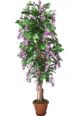 Акация сиреневая-А-00-01-2