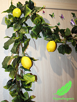 лиана с лимонами