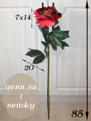 Пионы