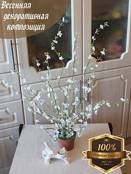 Вишня цветущая в горшке