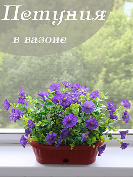 петуния в вазоне