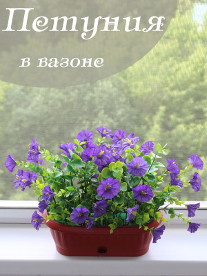 петуния в вазоне