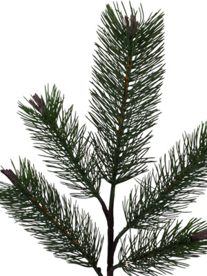 Ветка сосны