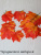 листья клена листья клена