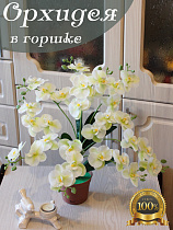 орхидея в кашпо