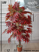 Клен осенний