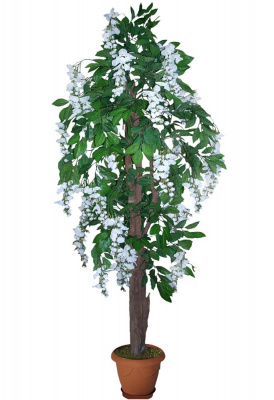 Акация белая-А-00-01