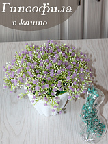 гипсофила в кашко