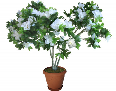 Азалия малая белая-А-06-00-2