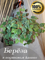 Ветки березы в подвесном кашпо кашпло