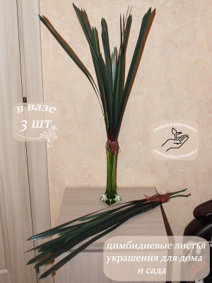 Цимбидиевые листья