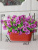 анютины глазки в вазоне