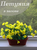 петуния в вазоне
