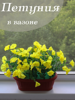 петуния в вазоне