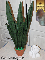 Сансевиерия