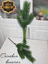 ветка сосны