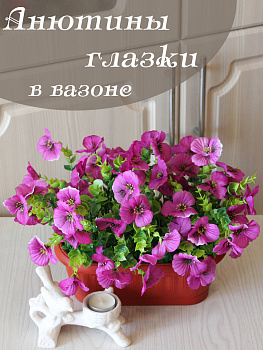 анютины глазки в вазоне