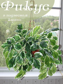 свисающие кусты в подвесном кашпо