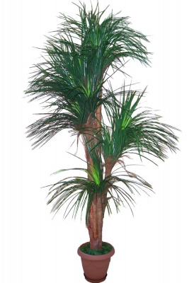 Драцена-А-15-10