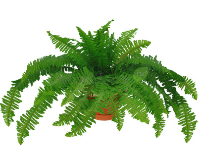 Картинка с сайта