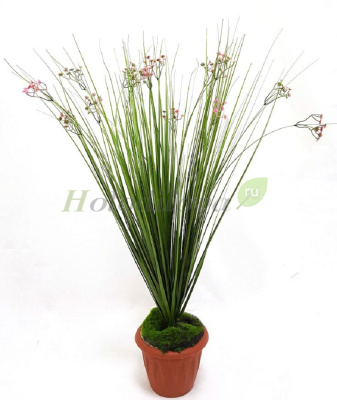 Картинка с сайта