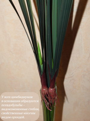 Цимбидиевые листья