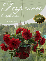 Цветы в подвесном кашпо 