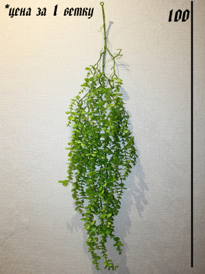 куст свисающий (эвкалипт)