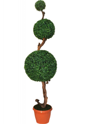 Самшитовое дерево-А-00-51