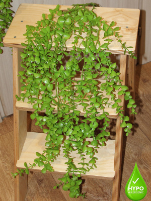 куст свисающий (эвкалипт)