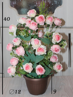 розы в горшке