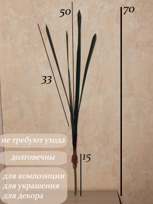 Цимбидиевые листья