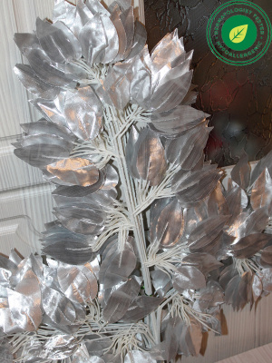 Ветки фикуса