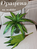 драцена