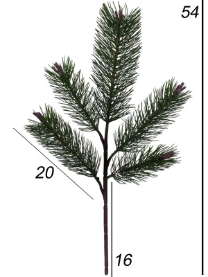 Ветка сосны