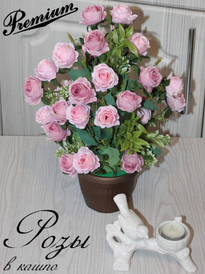 розы в горшке