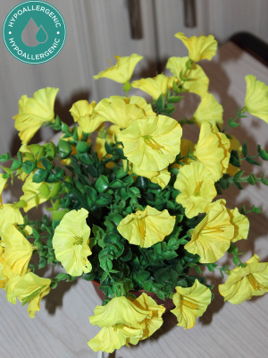 Петуния в кашпо