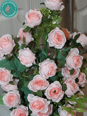 розы в горшке