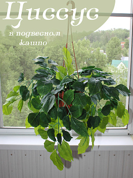 свисающие кусты в подвесном кашпо