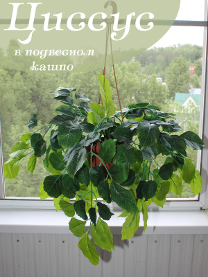 свисающие кусты в подвесном кашпо