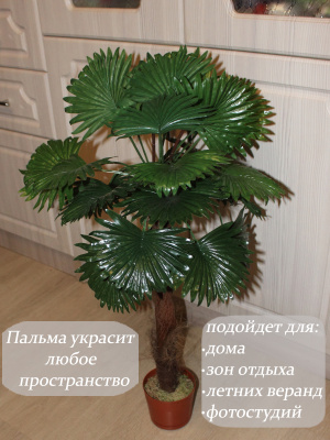 Пальма
