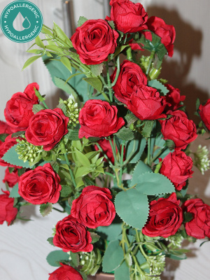 розы в горшке