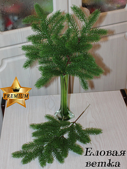 Ветка ели