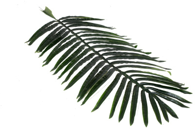 Лист пальмы