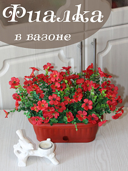 фиалки в вазоне