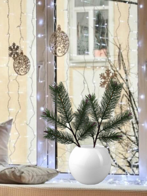 Ветка сосны