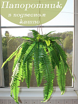 папоротник в подвесном кашпо