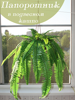 папоротник в подвесном кашпо