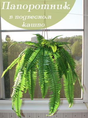 папоротник в подвесном кашпо