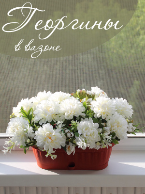 георгины в вазоне